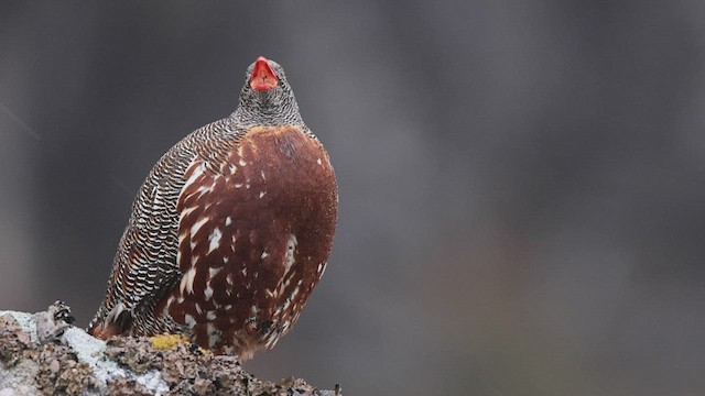 Snow Partridge - ML517723391