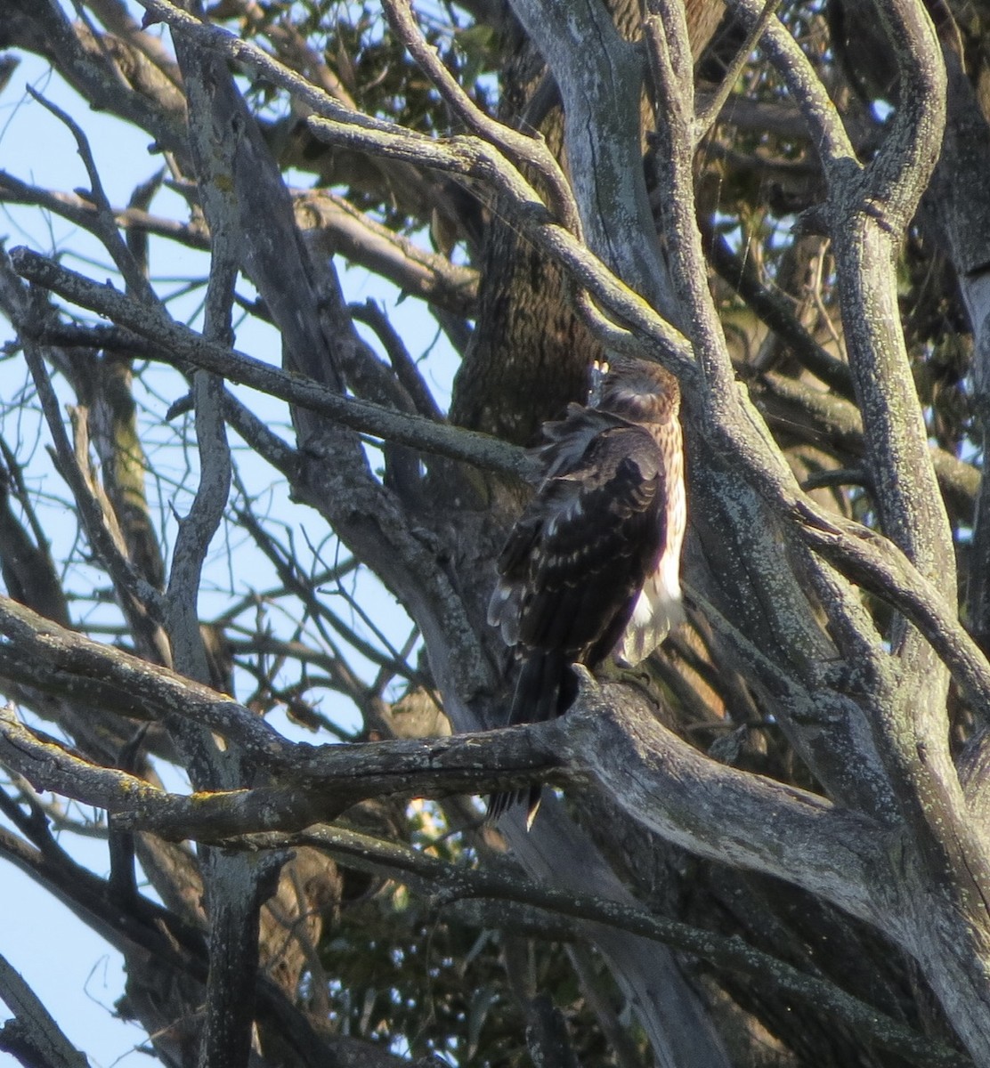 Black Goshawk - ML517724071