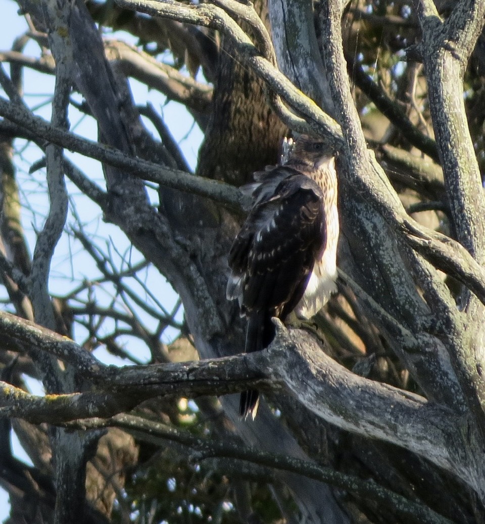 Black Goshawk - ML517724081