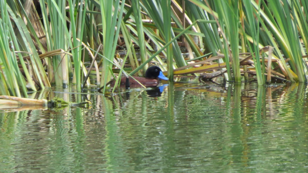 Maccoa Duck - Catherine Wijnberg