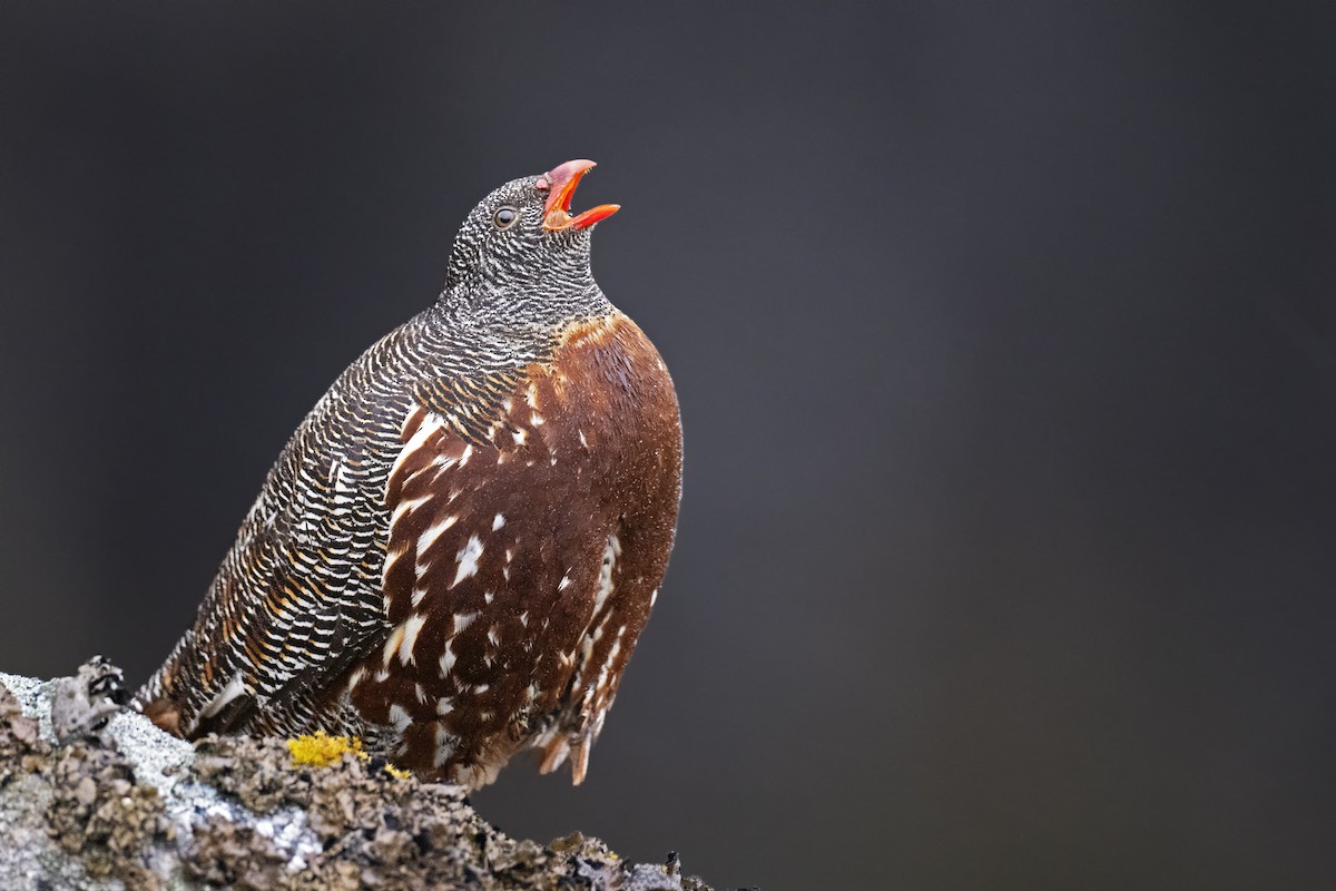 Snow Partridge - ML517724261