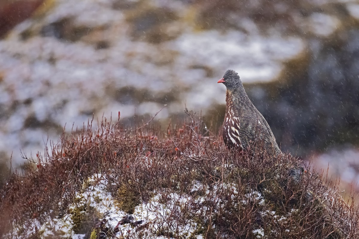 Snow Partridge - ML517724281