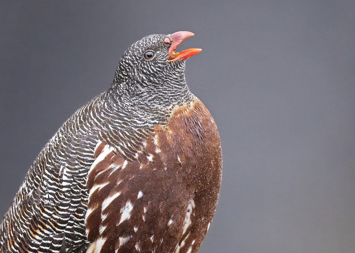 Snow Partridge - ML517724301