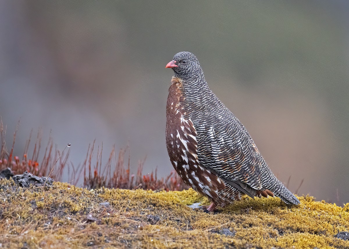 Snow Partridge - ML517724621