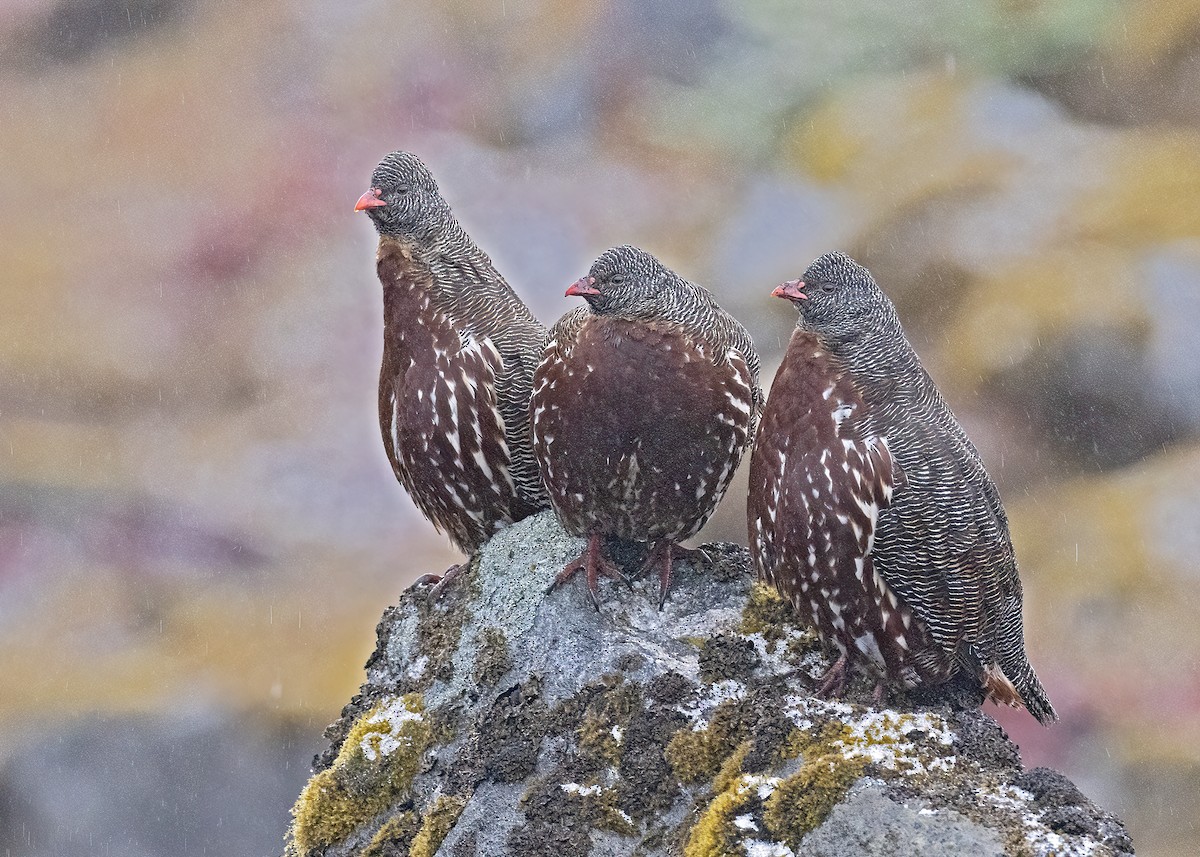 Snow Partridge - ML517724631