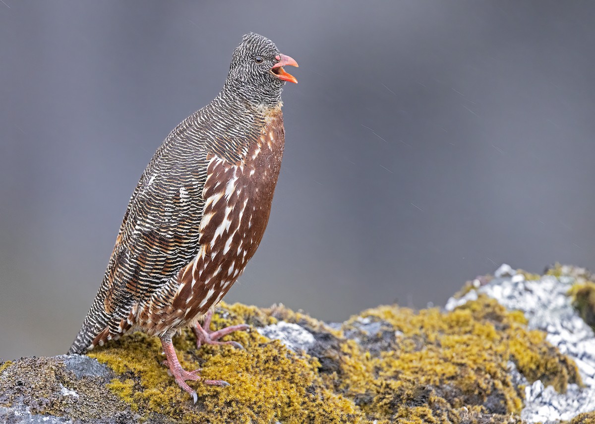 Snow Partridge - ML517724641