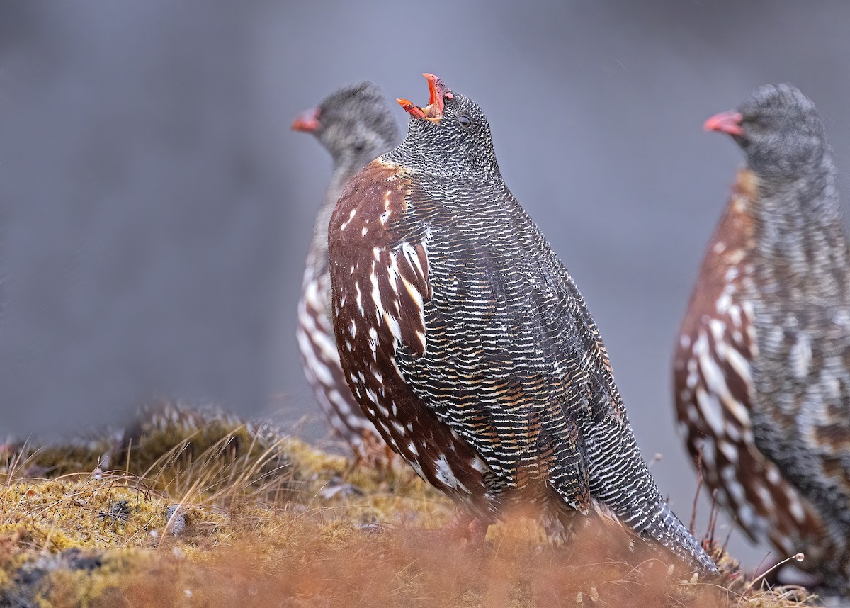 Snow Partridge - ML517724651