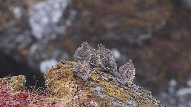 Snow Partridge - ML517725461