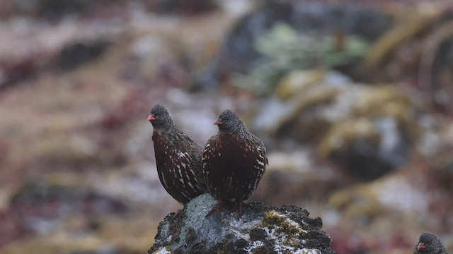 Snow Partridge - ML517725481