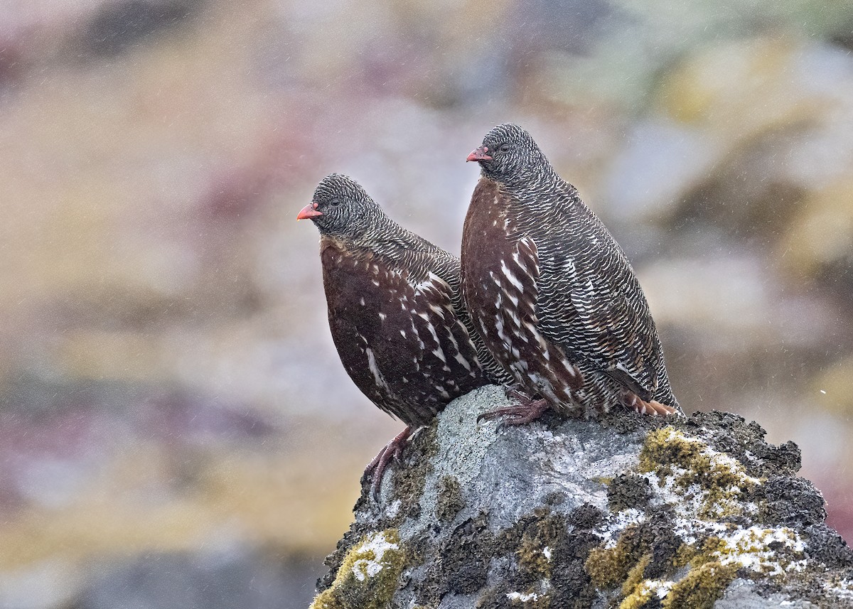 Snow Partridge - Arpit Bansal