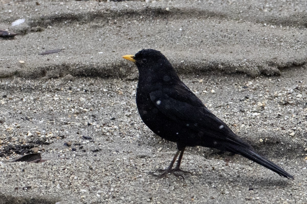 Tibetan Blackbird - ML517725761