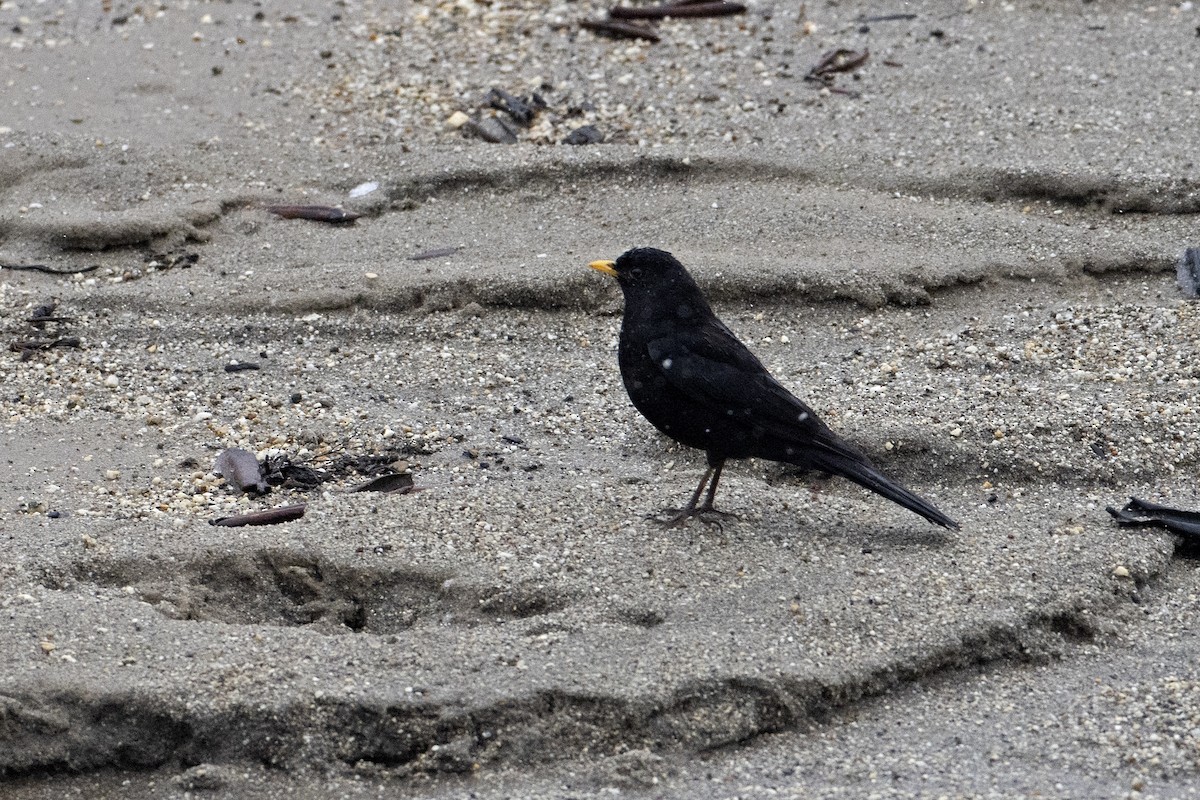 Tibetan Blackbird - Arpit Bansal