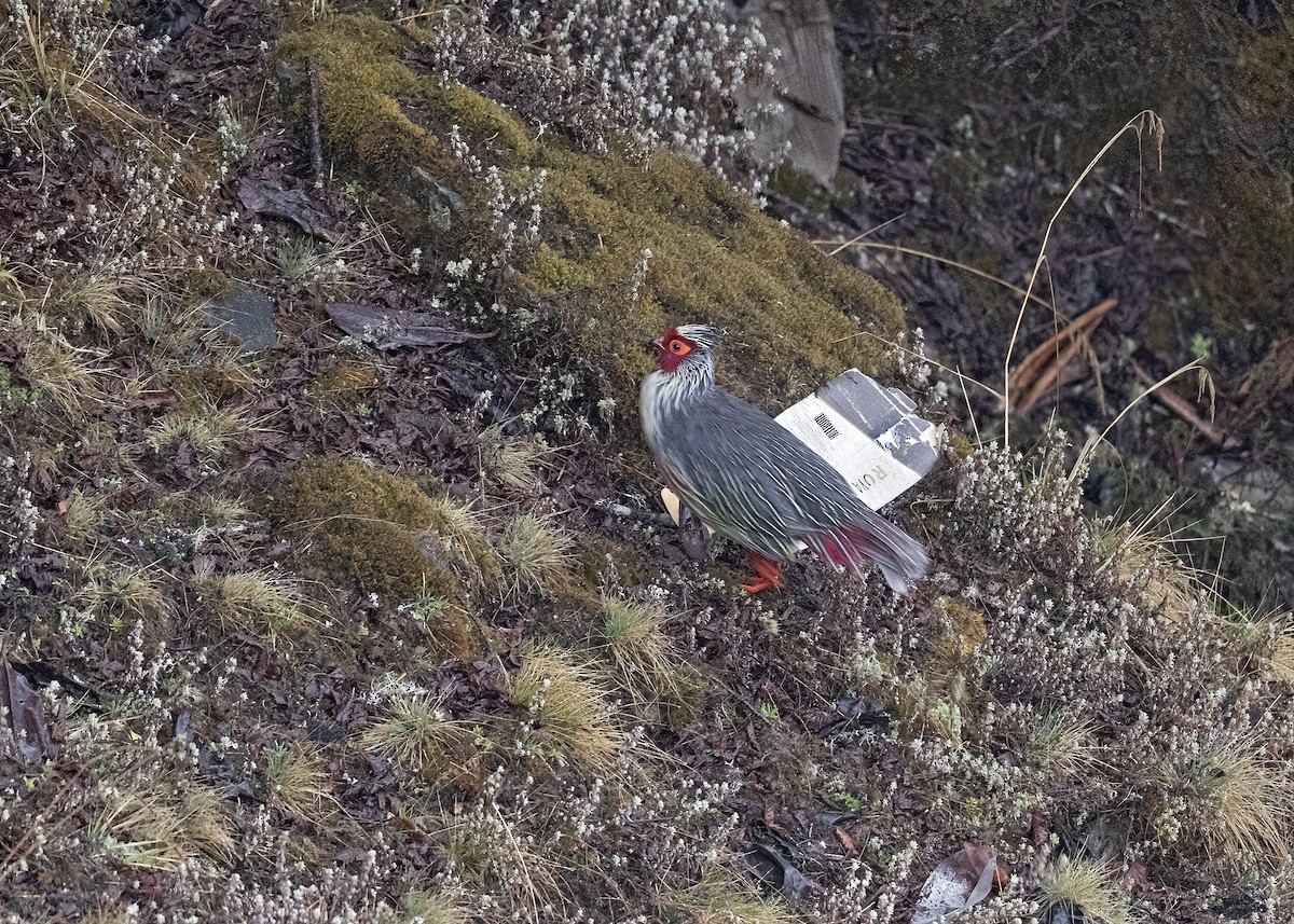 Blood Pheasant - ML517726581