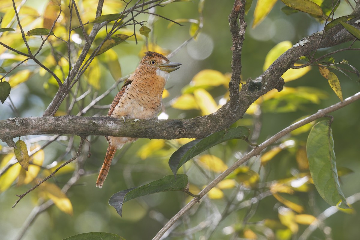 Barred Puffbird - ML517726771