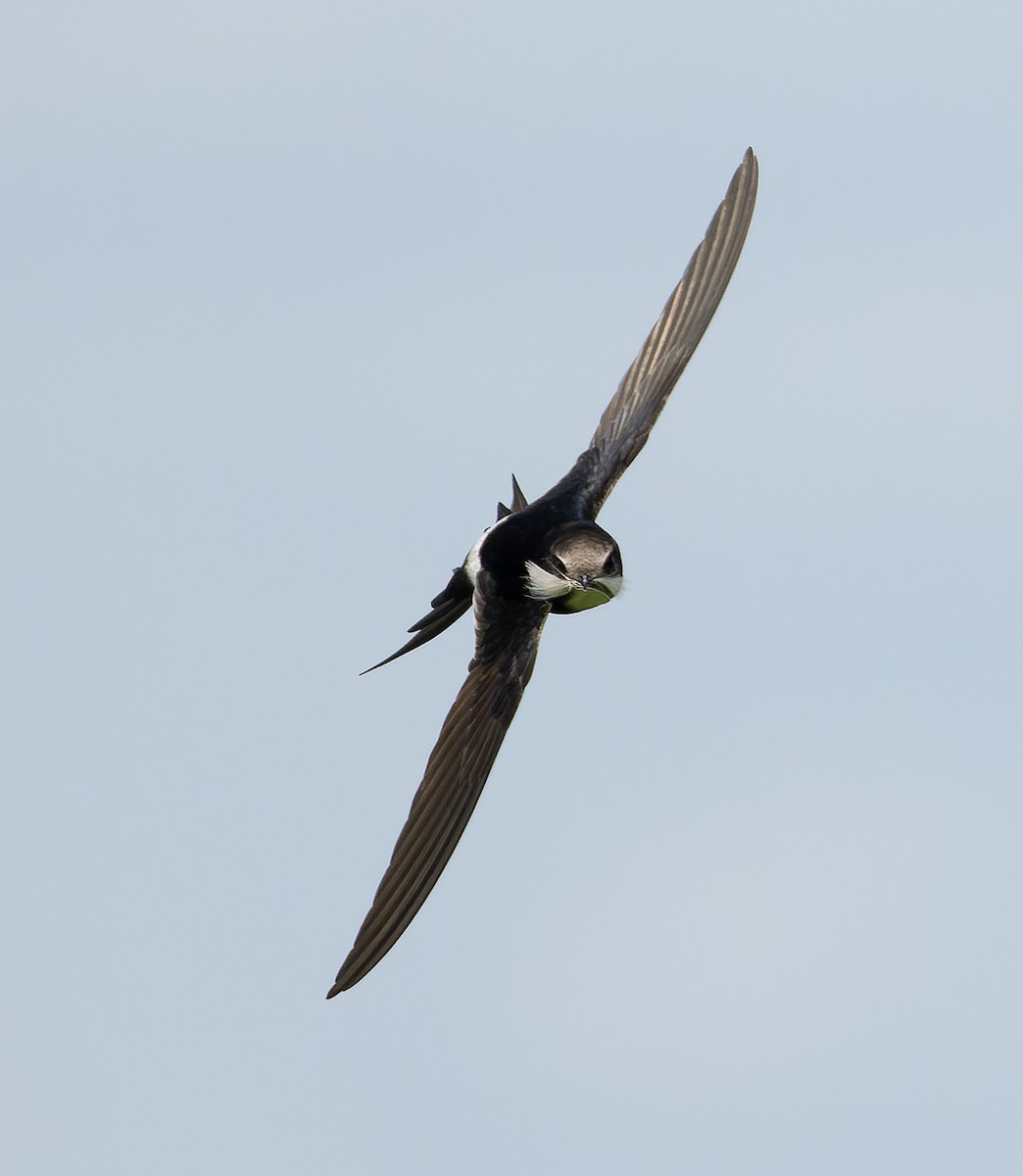 White-rumped Swift - ML517727731