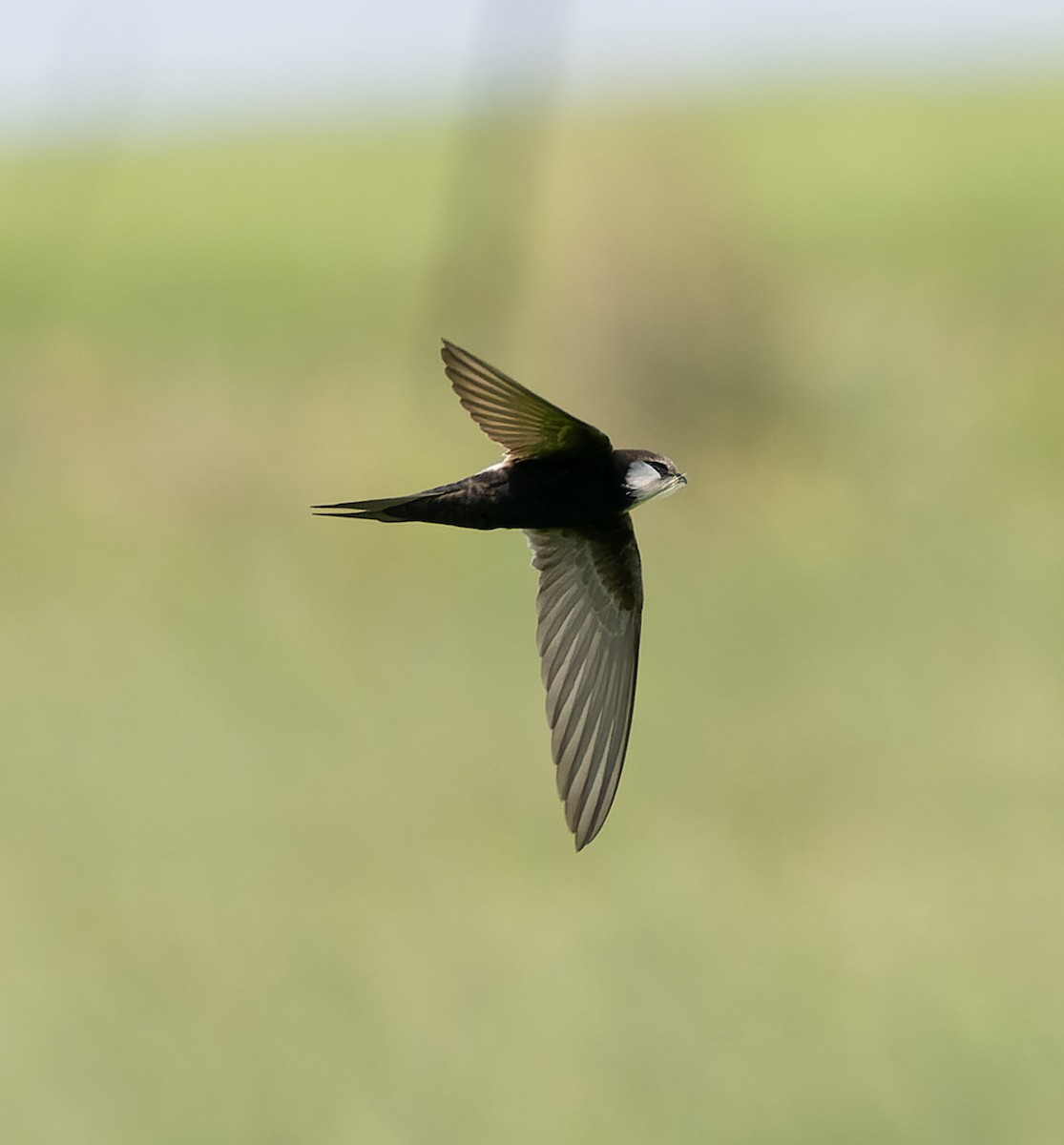 White-rumped Swift - ML517727751