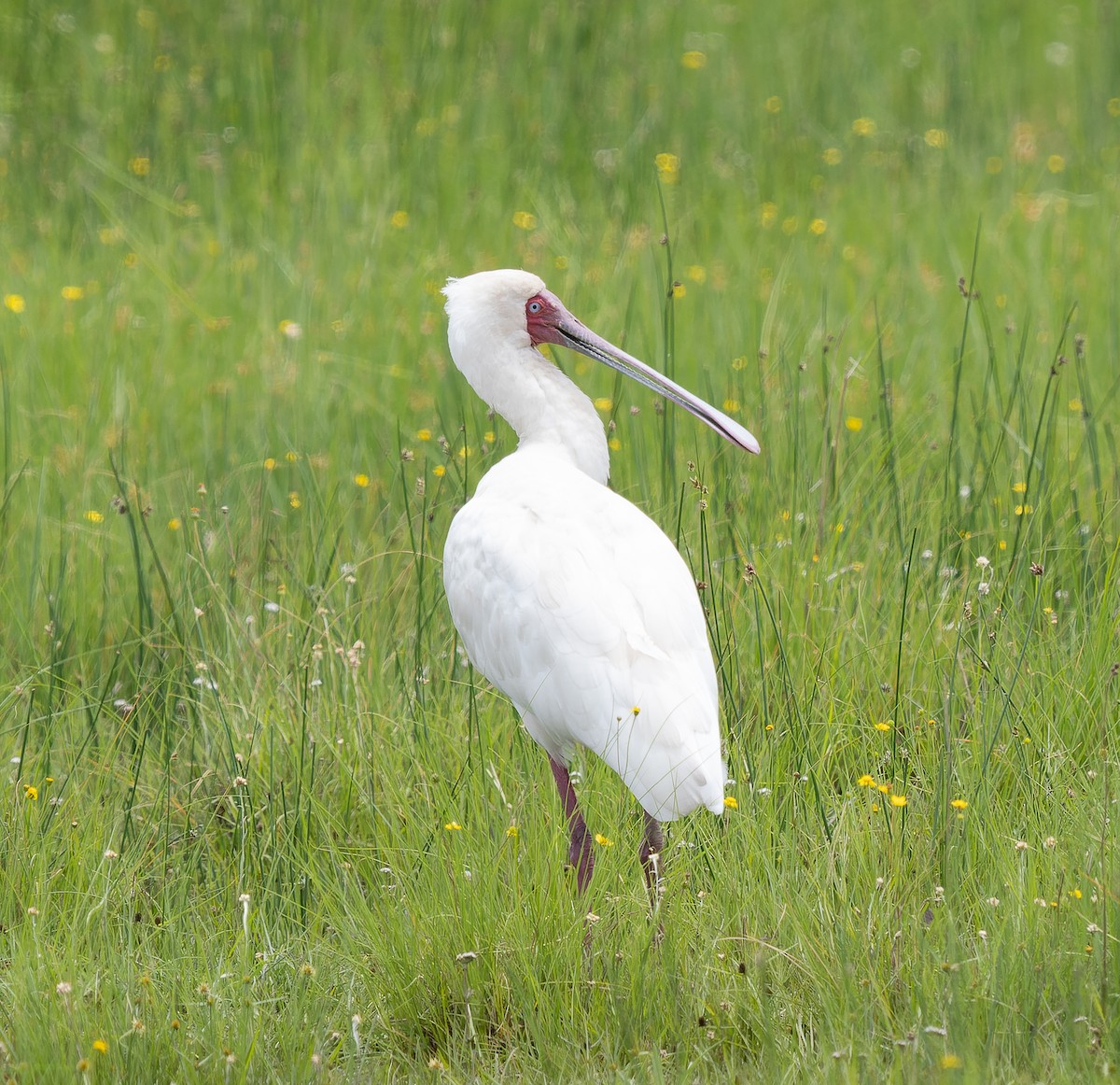 African Spoonbill - ML517727861