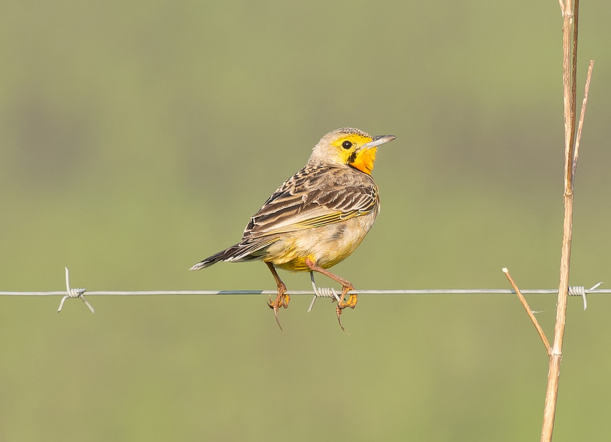 Orange-throated Longclaw - Simon Colenutt