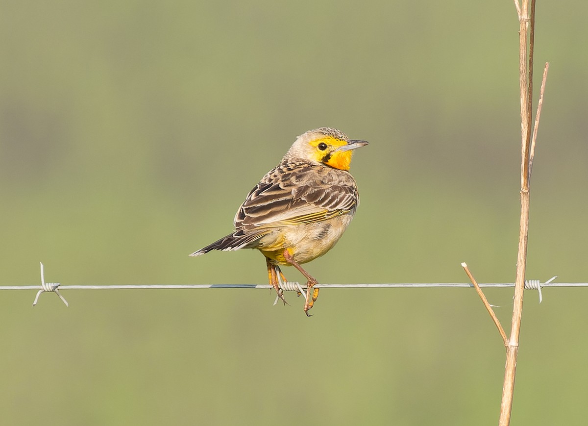 Orange-throated Longclaw - ML517728111