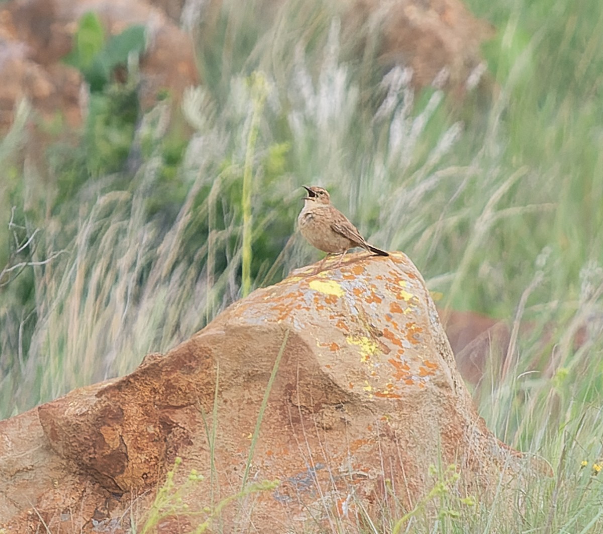 Transvaal Toygarı - ML517728321