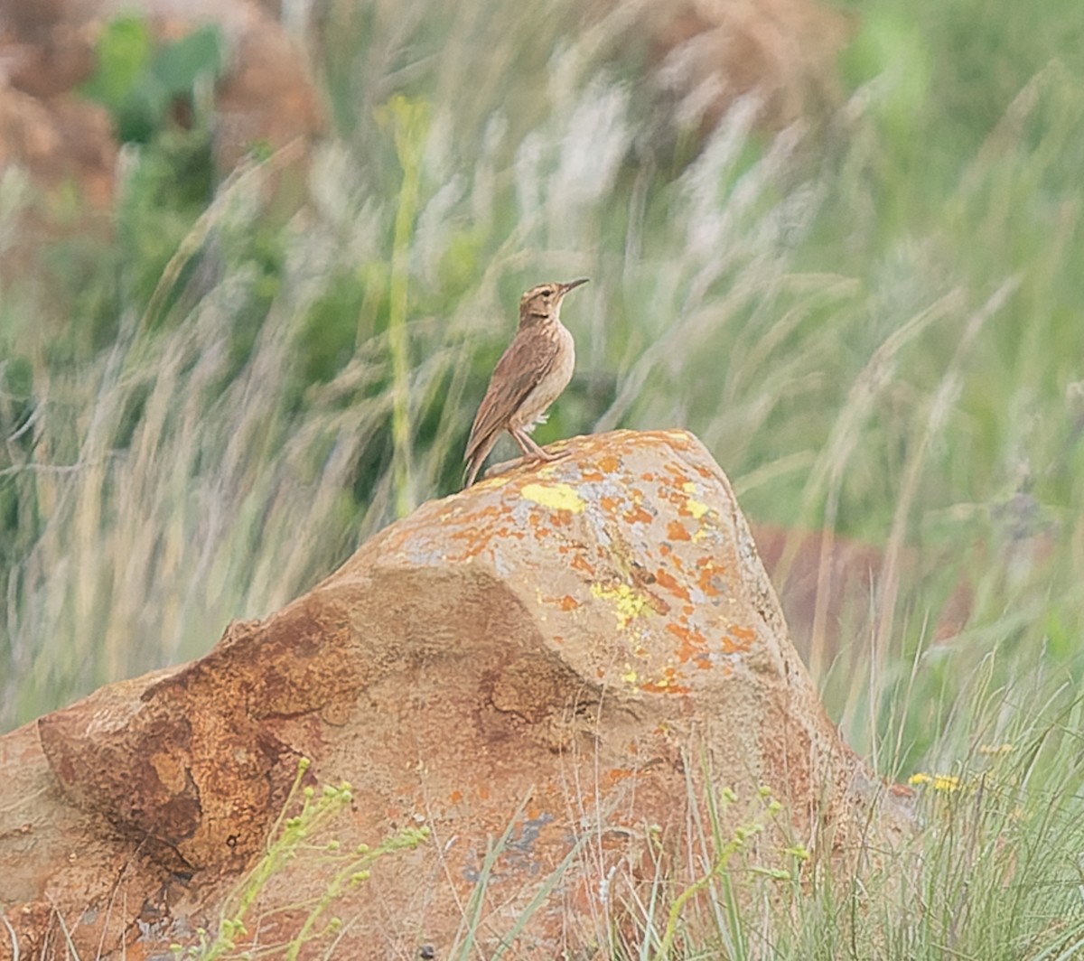 Transvaal Toygarı - ML517728331