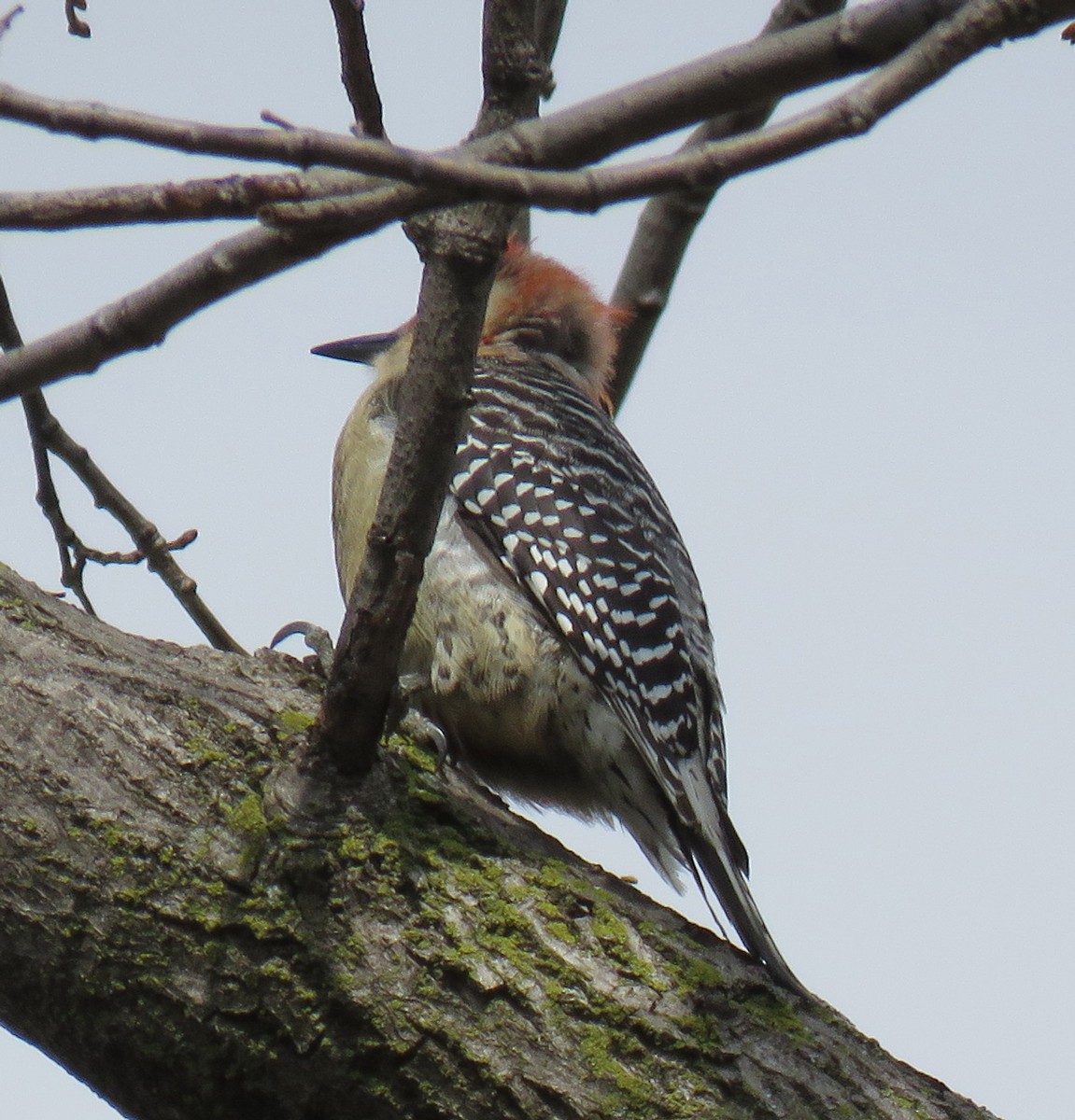 Red-bellied Woodpecker - ML51772871