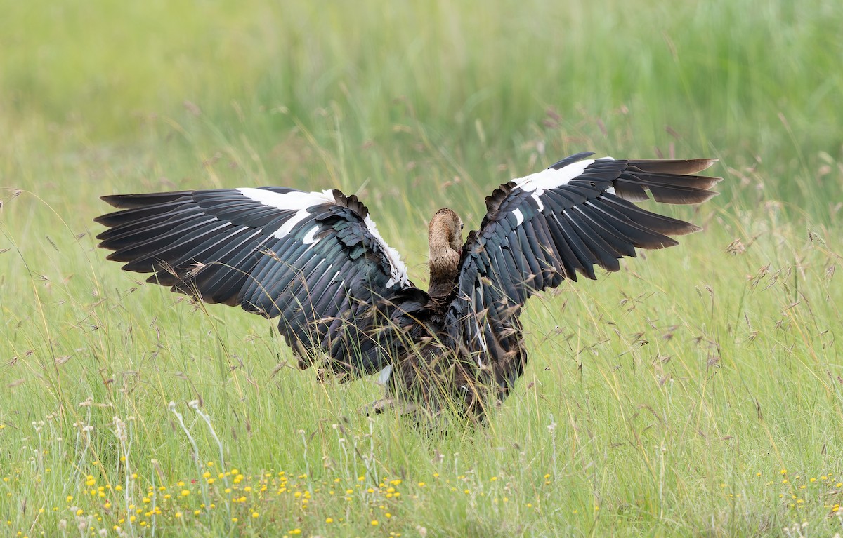 Spur-winged Goose (Southern) - Simon Colenutt