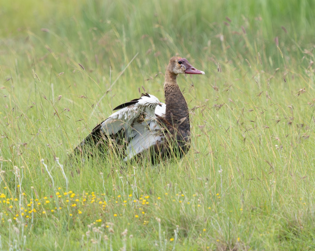 Spur-winged Goose (Southern) - ML517728831