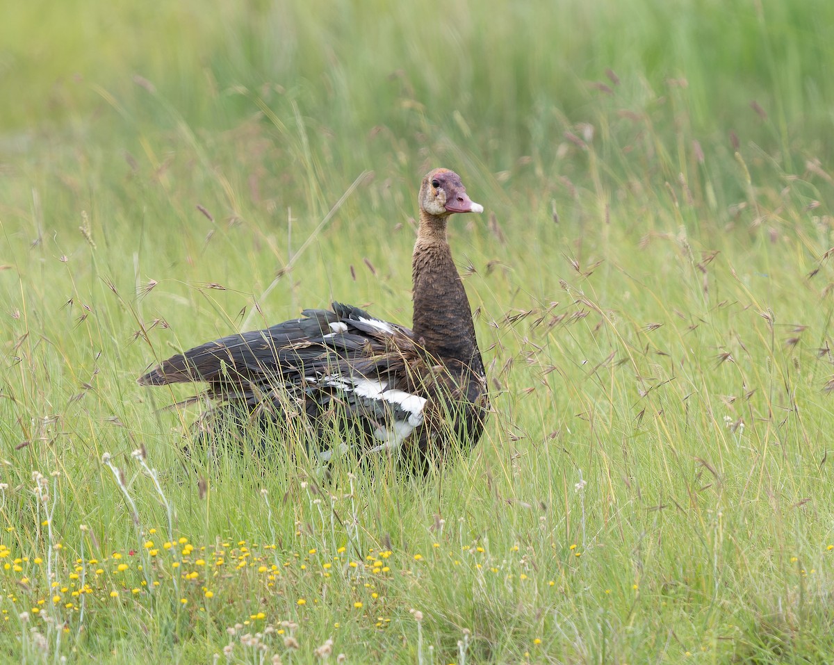 Spur-winged Goose (Southern) - ML517728851