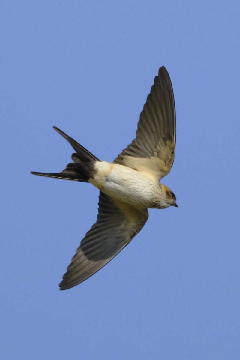 Red-rumped Swallow - ML517729501