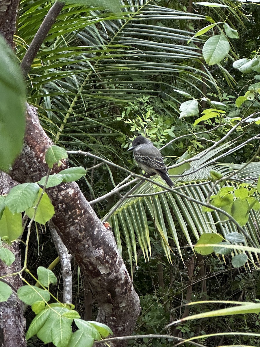 Loggerhead Kingbird - ML517729921