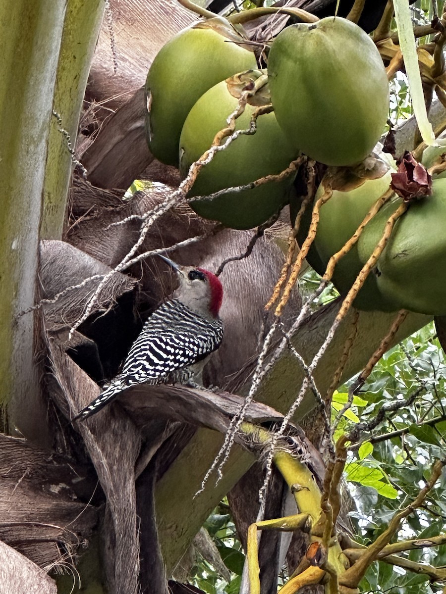 West Indian Woodpecker - Melanie Underwood