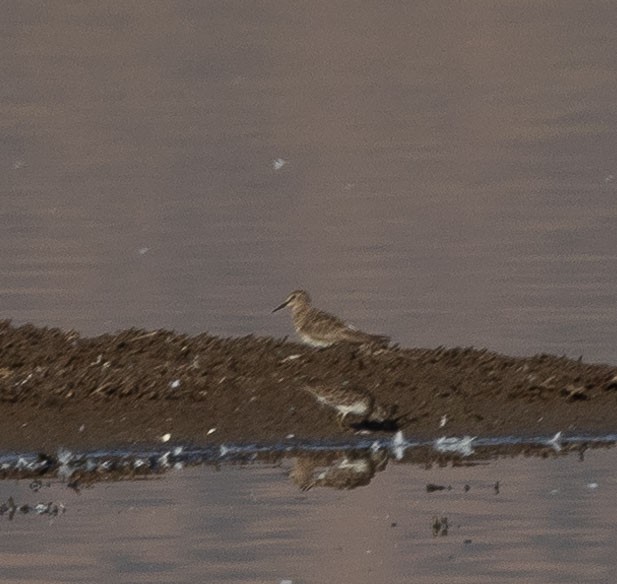 Least Sandpiper - Santiago Imberti