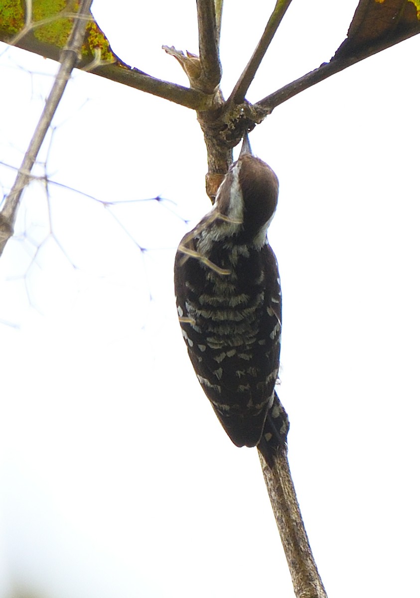 Brown-capped Pygmy Woodpecker - ML517730551