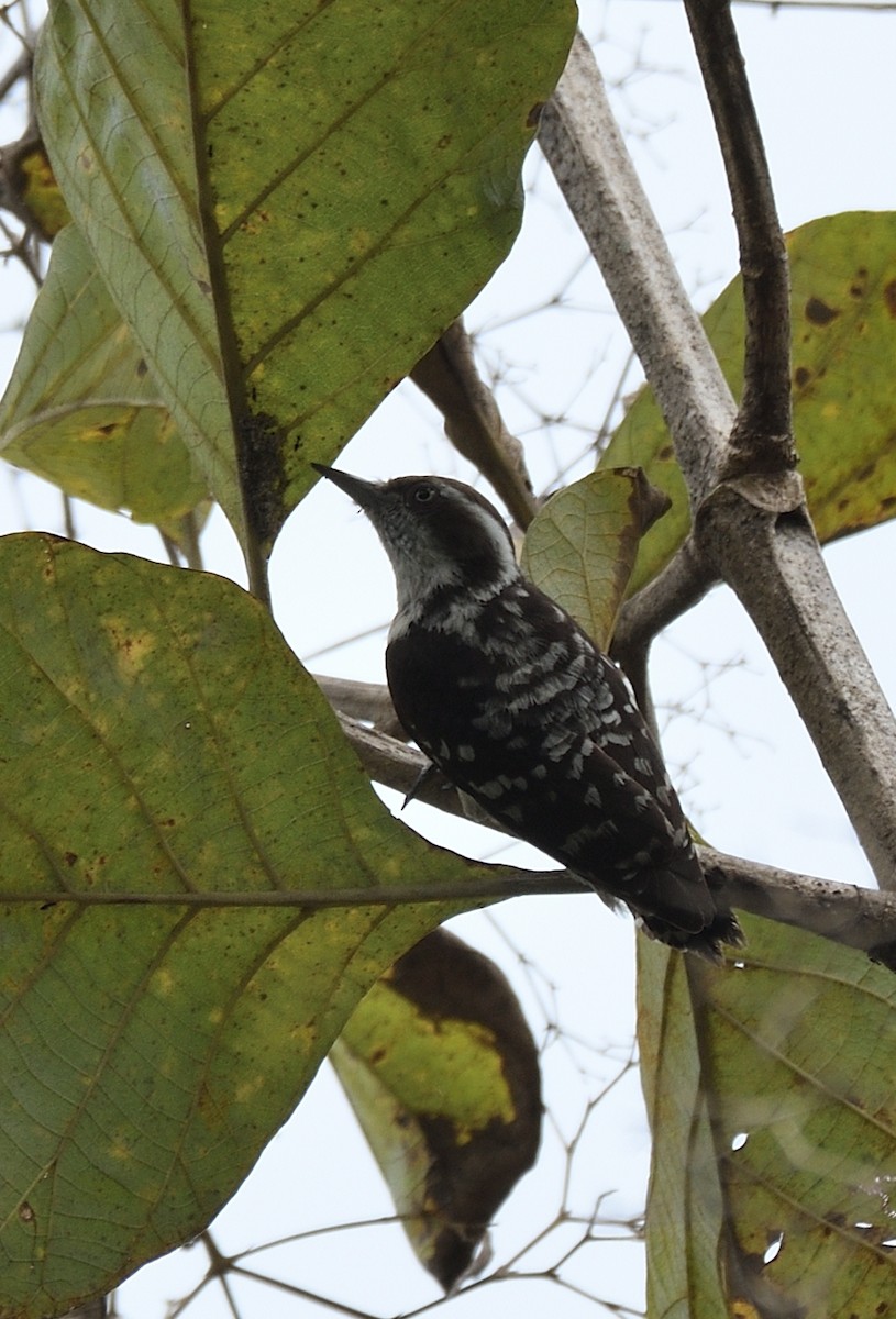 Brown-capped Pygmy Woodpecker - ML517730561