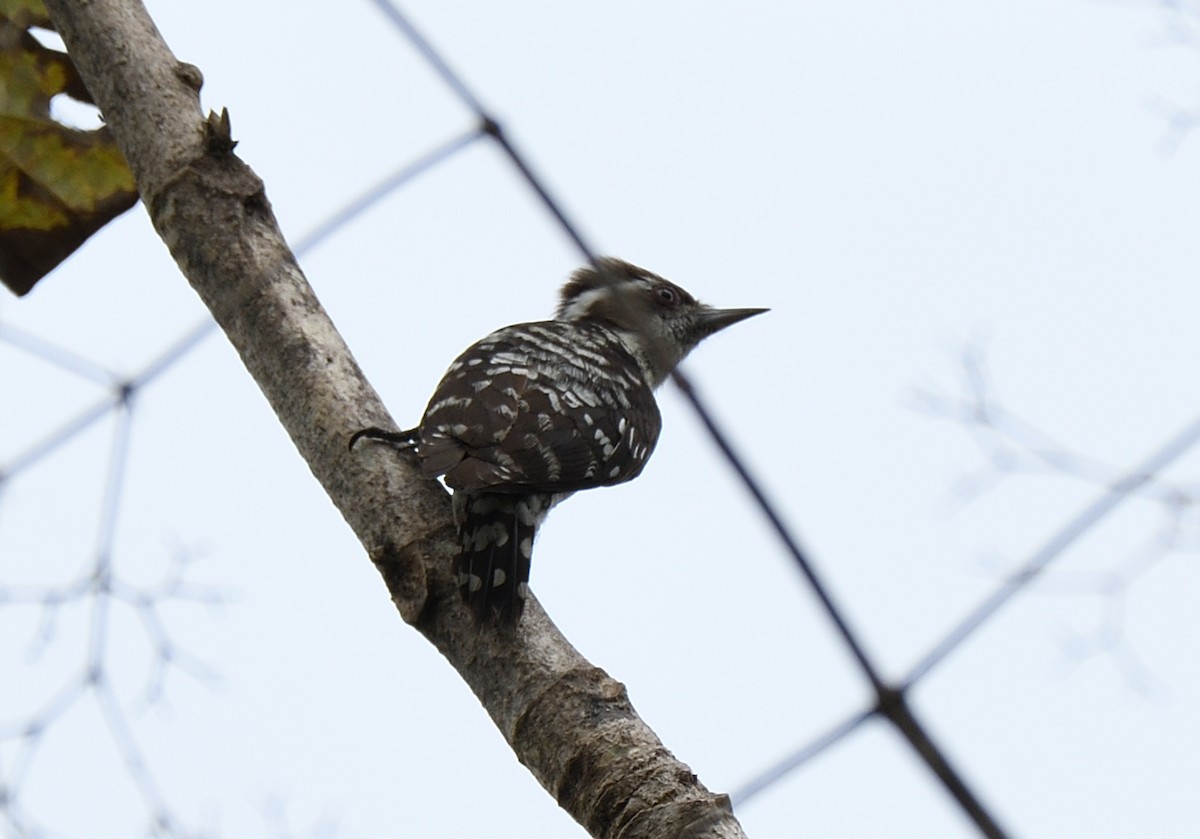 Brown-capped Pygmy Woodpecker - ML517730571