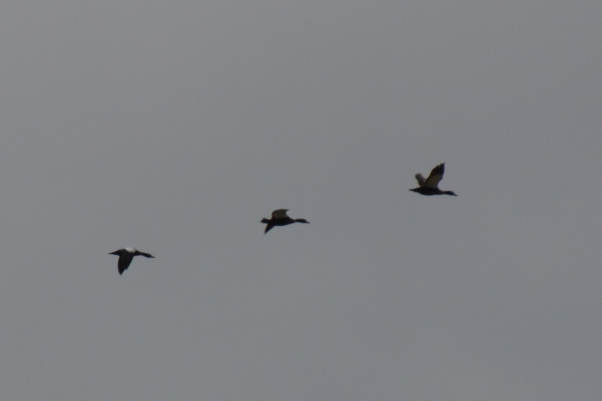 Australian Shelduck - ML517730881