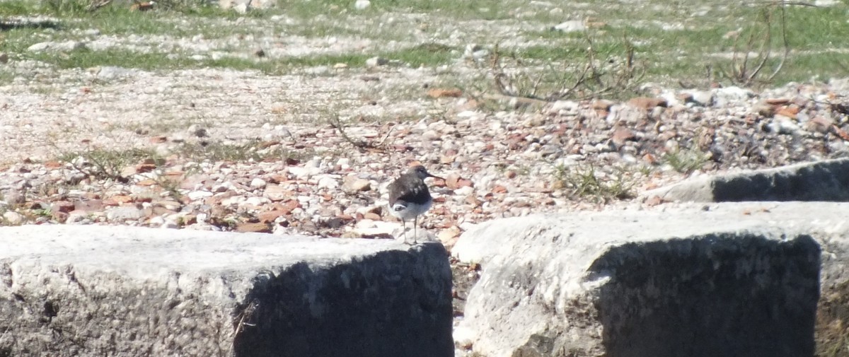 Green Sandpiper - ML51773091