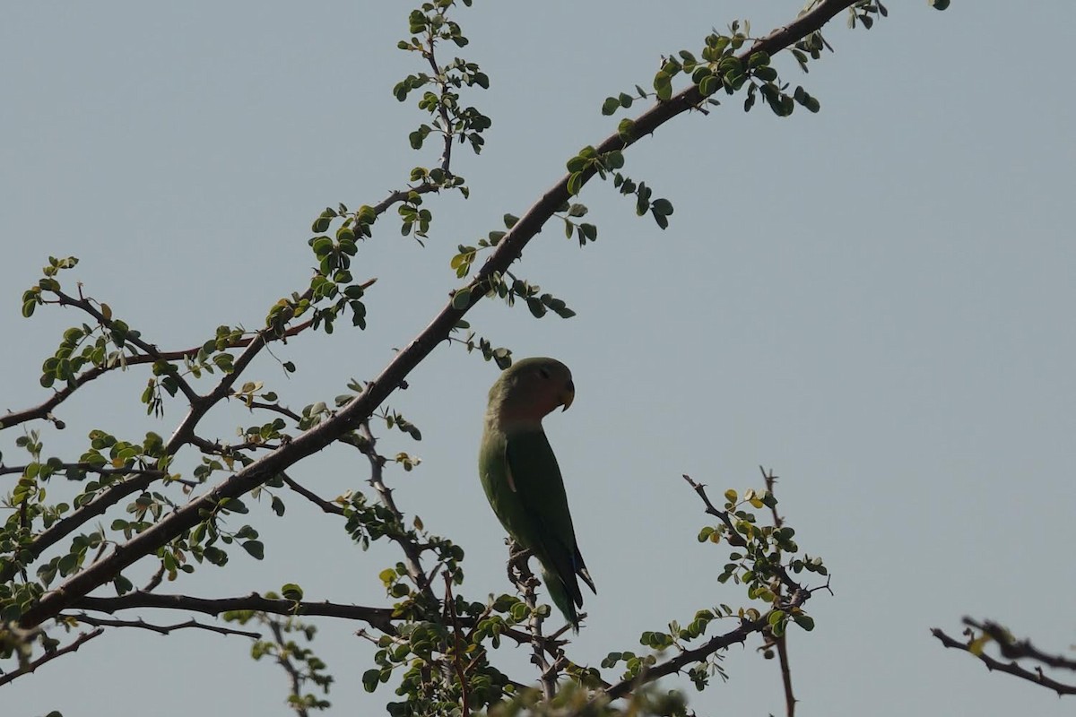 Rosy-faced Lovebird - ML517731051