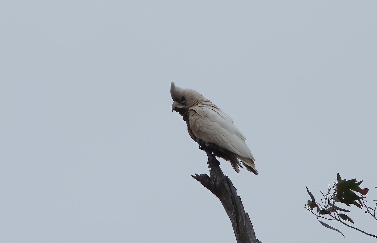 Western Corella - ML517731101