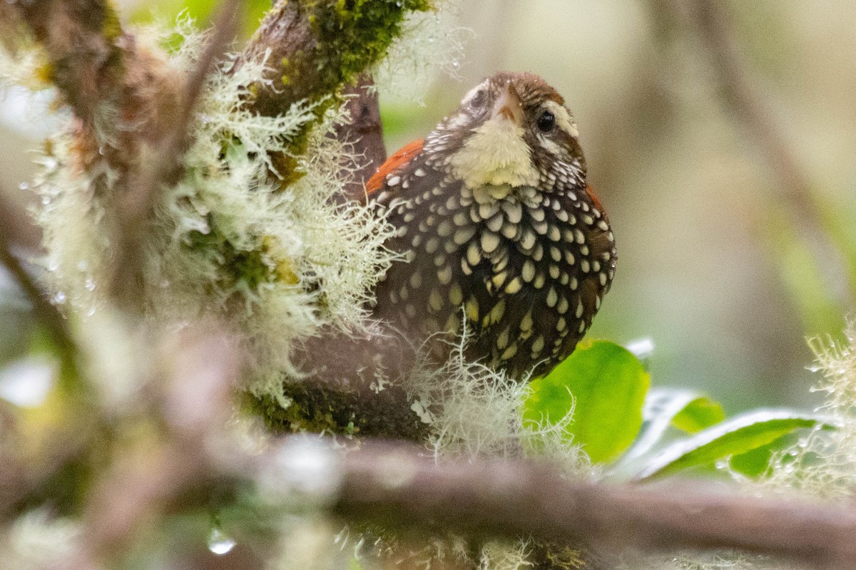 Pearled Treerunner - louis bijlmakers