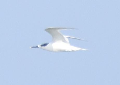 Sandwich Tern - ML517732631