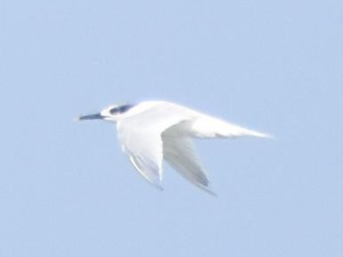 Sandwich Tern - ML517732641