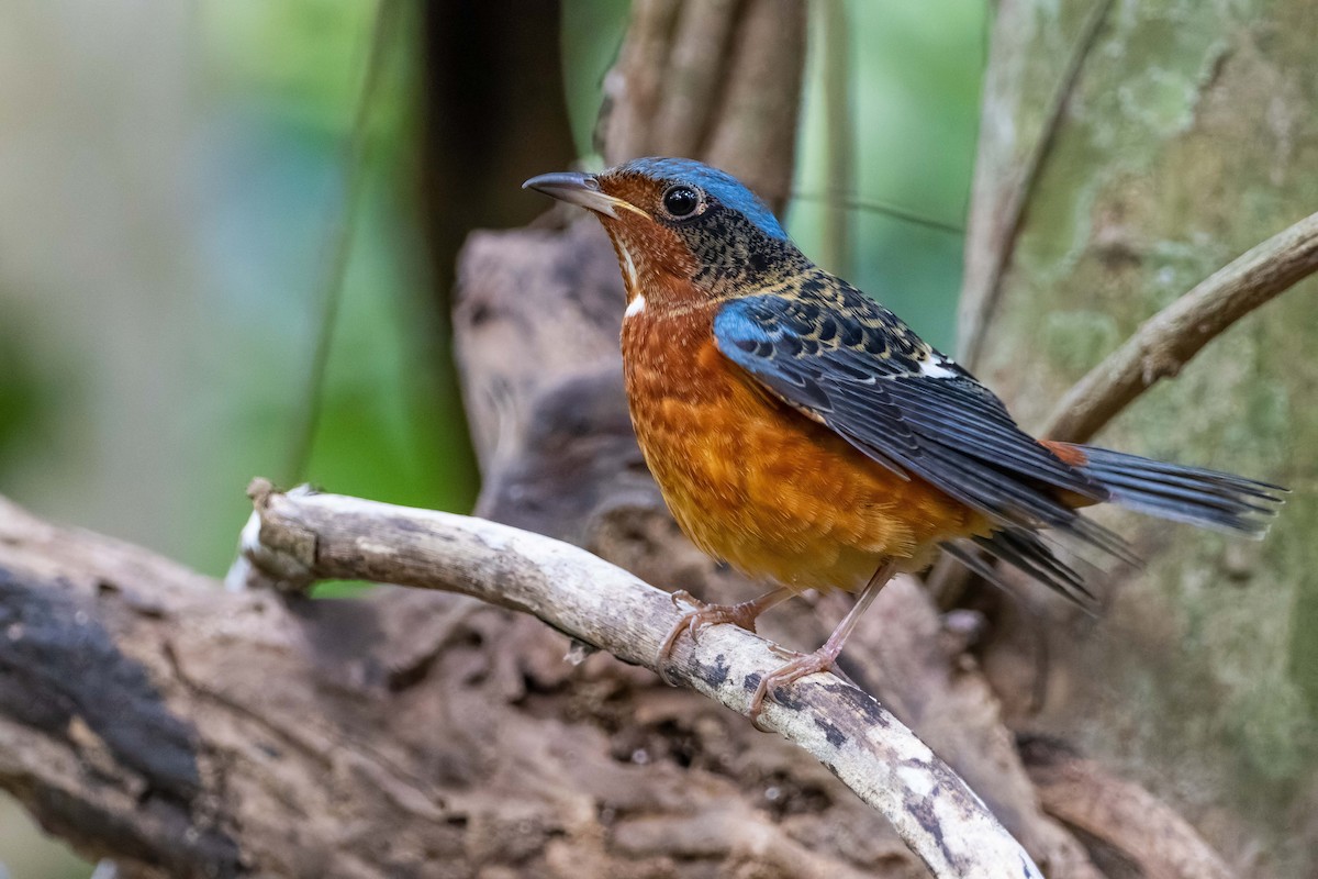 White-throated Rock-Thrush - ML517735301