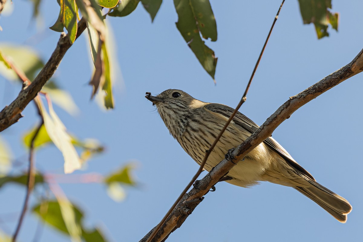 Свистун рудочеревий - ML517735431