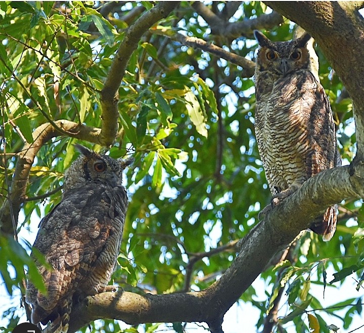 Great Horned Owl - María Angélica Hüwel