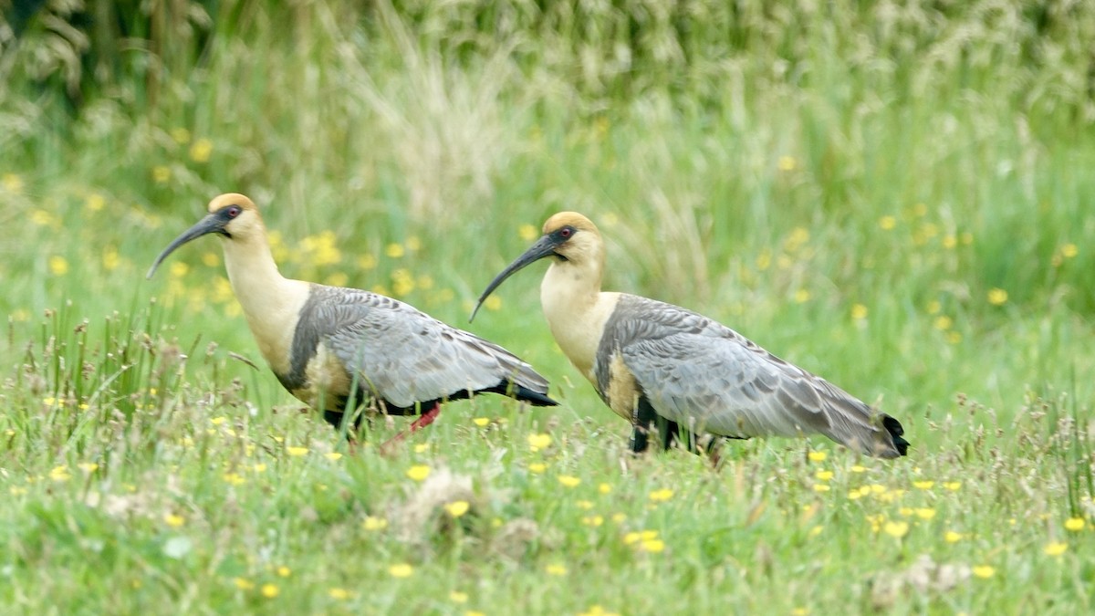 patagoniaibis - ML517737191