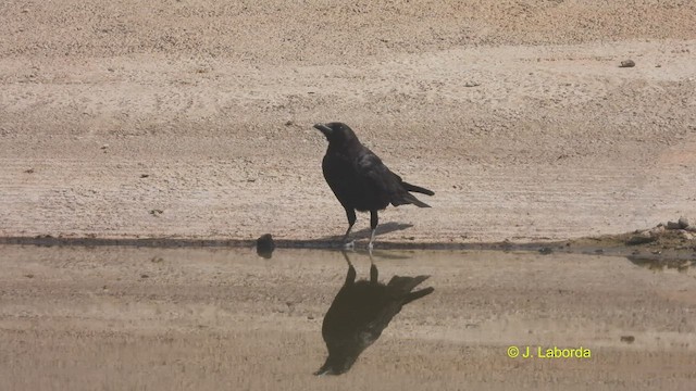 עורב אירופי - ML517737311