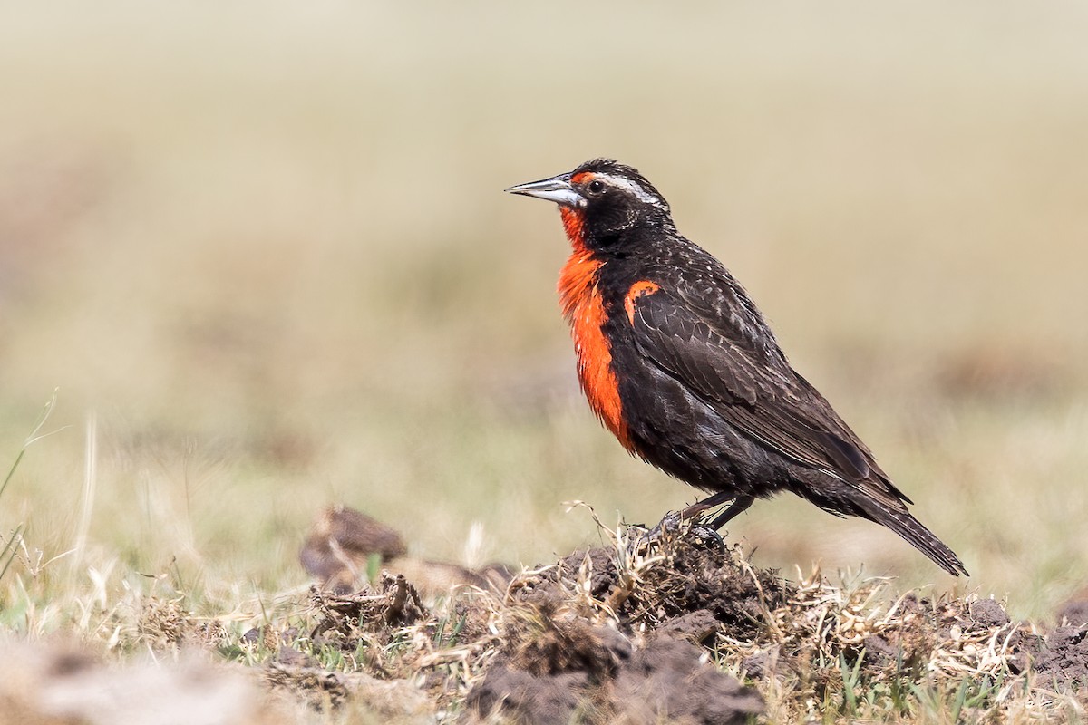 Pampas Meadowlark - ML517738261