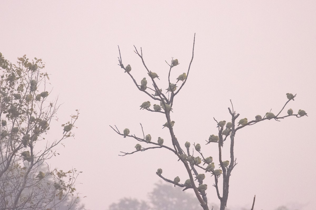 Yellow-footed Green-Pigeon - Kalpesh Krishna